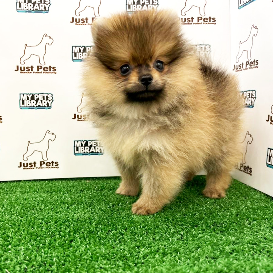 MKA Pomeranian Puppy (Male) For Sale
