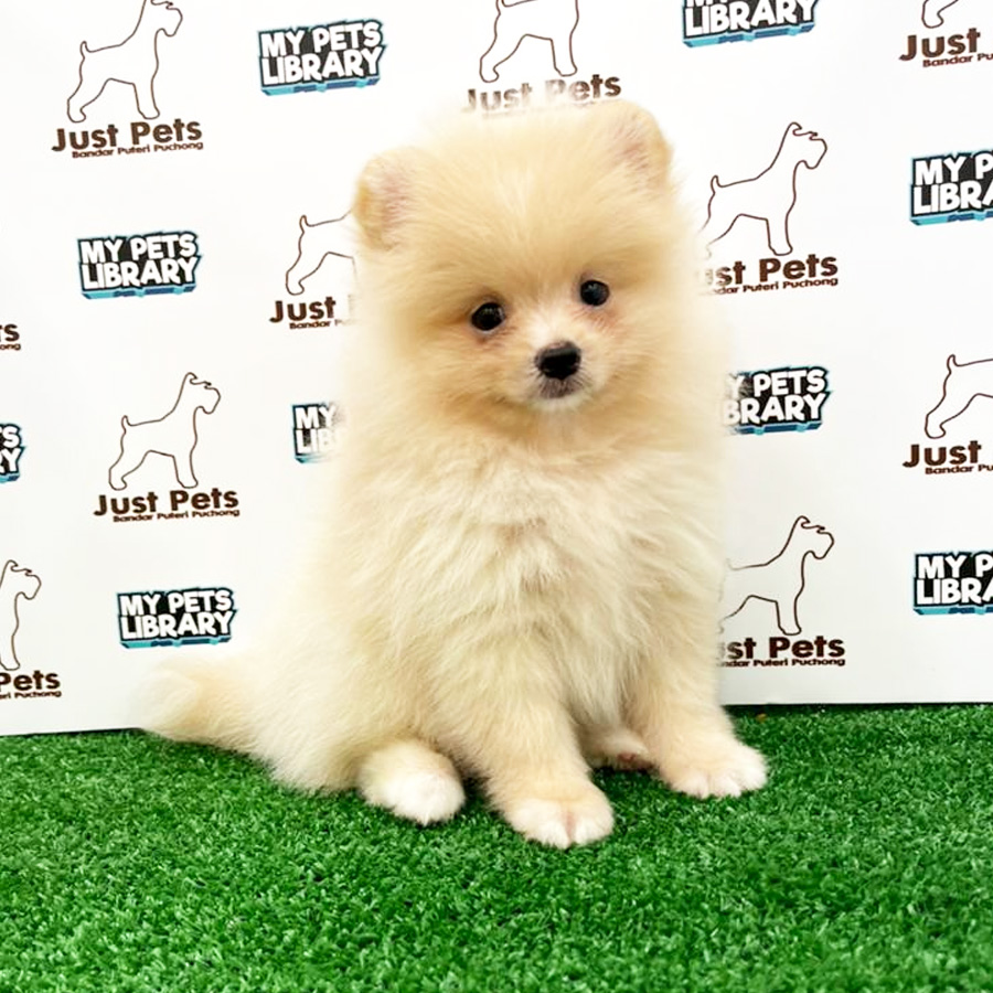 MKA Pomeranian Puppy (Female) For Sale