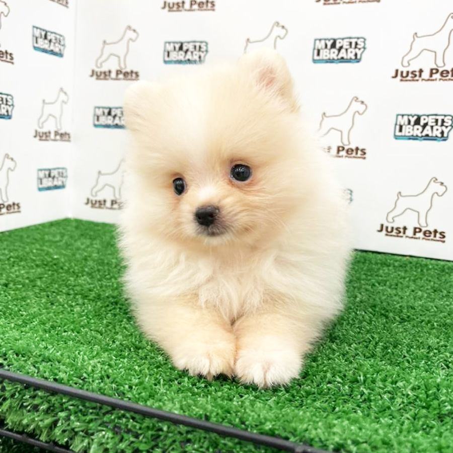MKA Pomeranian Puppy (Male) For Sale