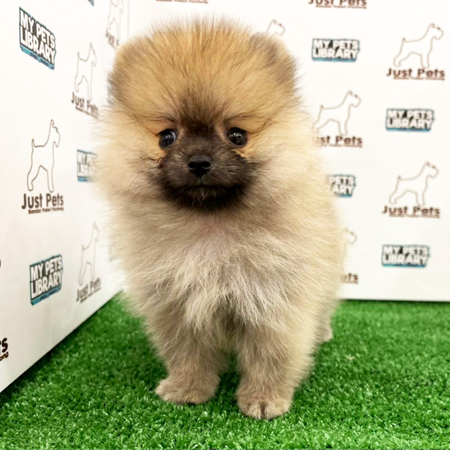 MKA Pomeranian Puppy (Male) For Sale