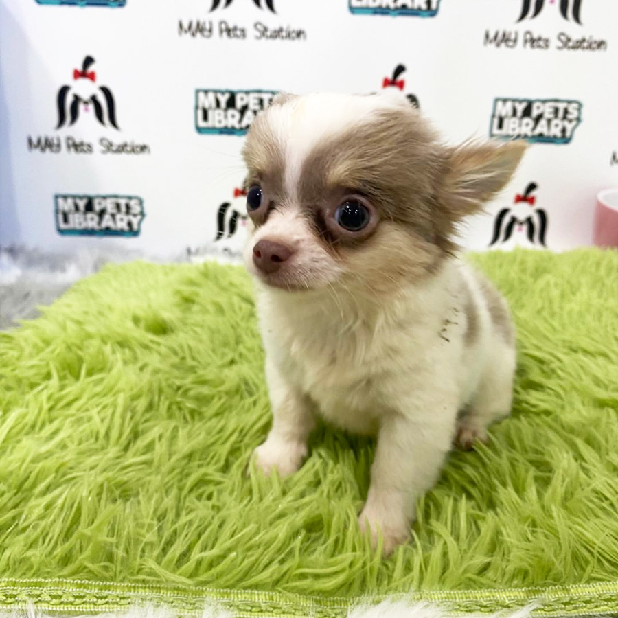 Long Coat Chihuahua Puppy (Female) For Sale