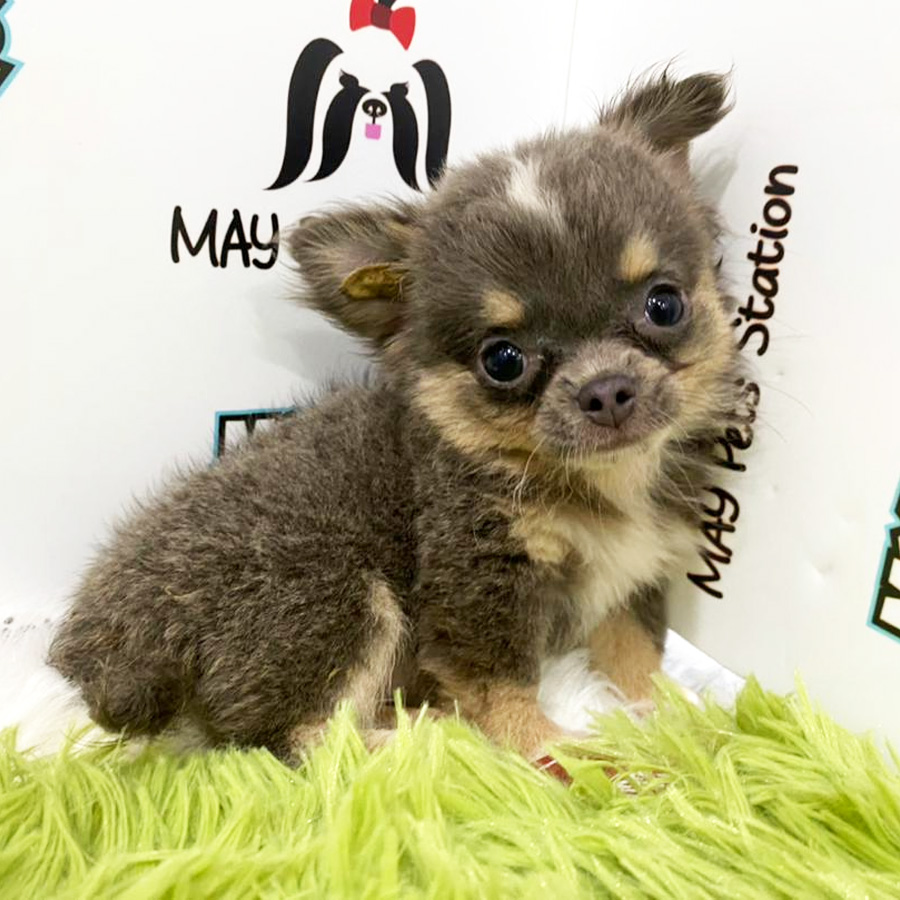 Long Coat Chihuahua Puppy (Female) For Sale