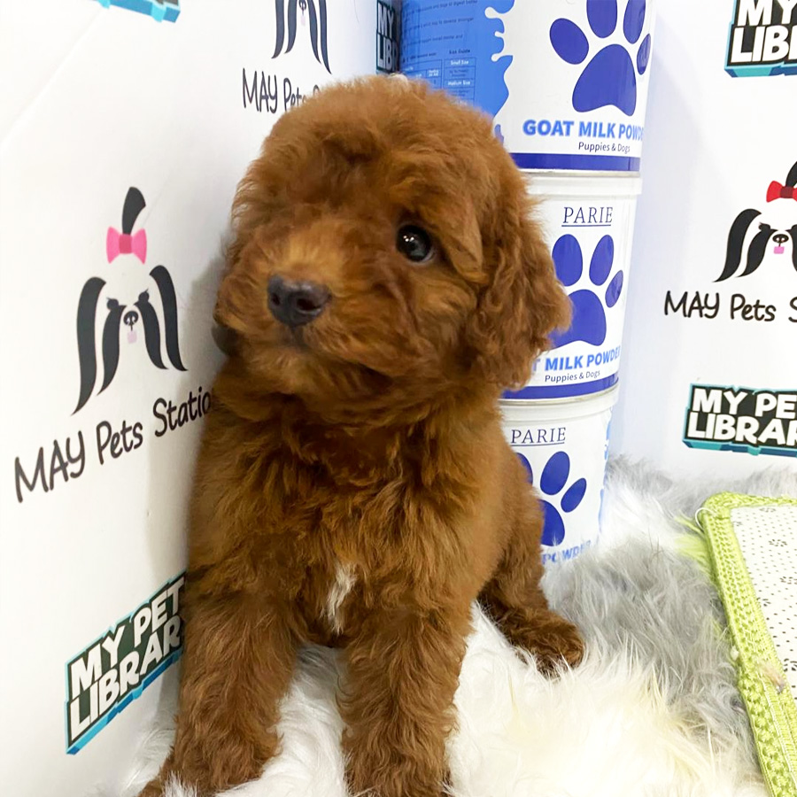 Toy Poodle Puppy (Male) For Sale