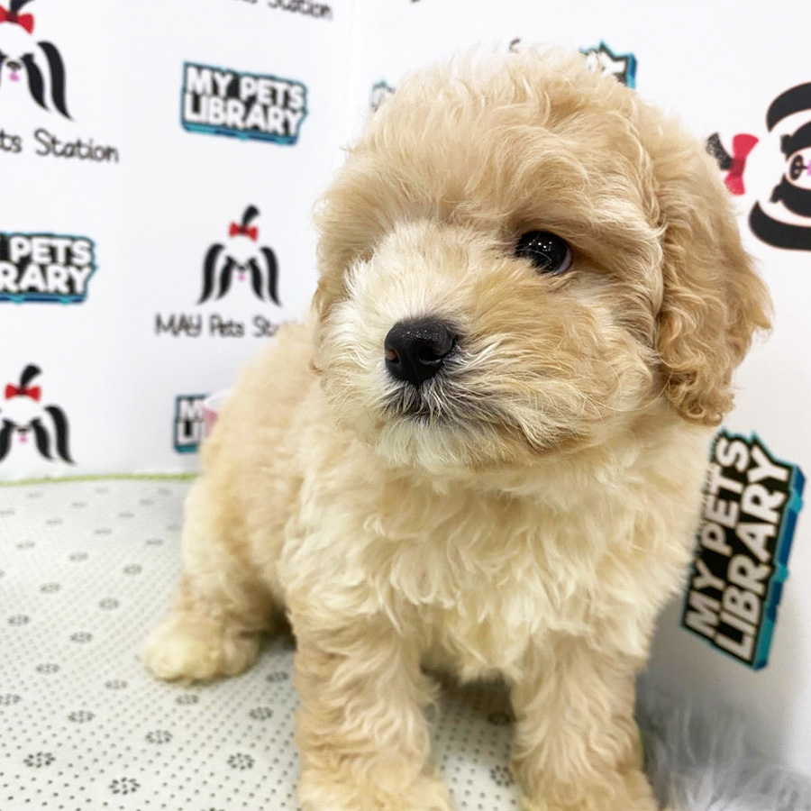 Toy Poodle Puppy (Male) For Sale