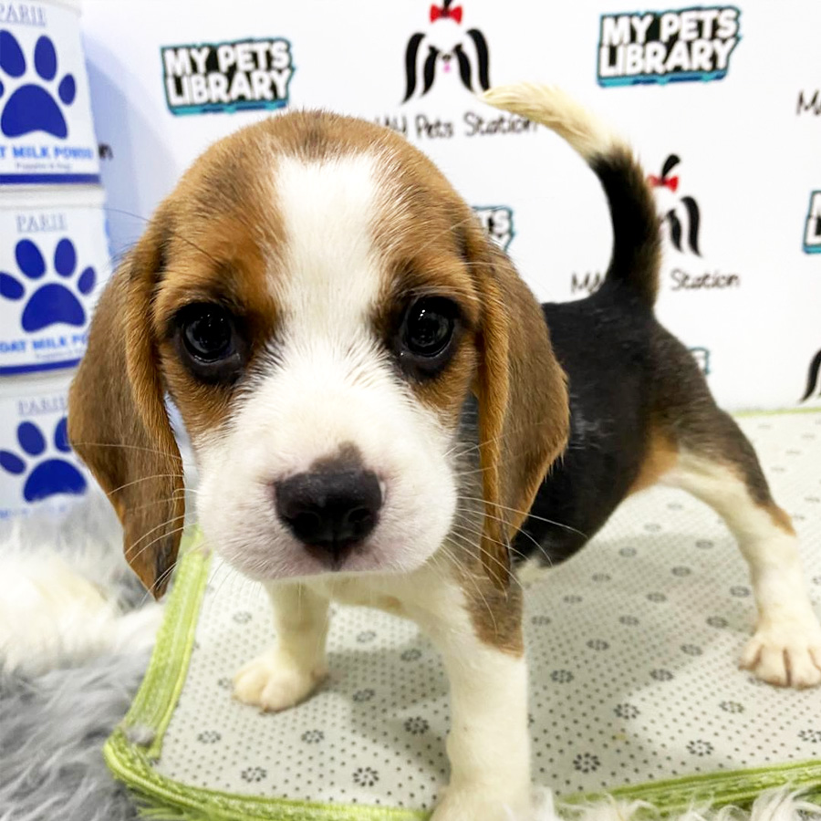 Beagle Puppy (Female) For Sale