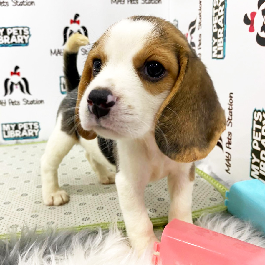Beagle Puppy (Female) For Sale