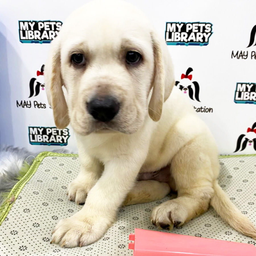 Labrador Puppy (Male) For Sale
