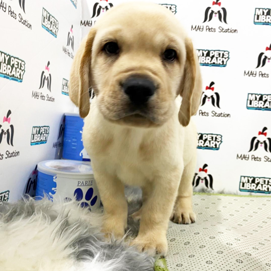 Labrador Puppy (Male) For Sale