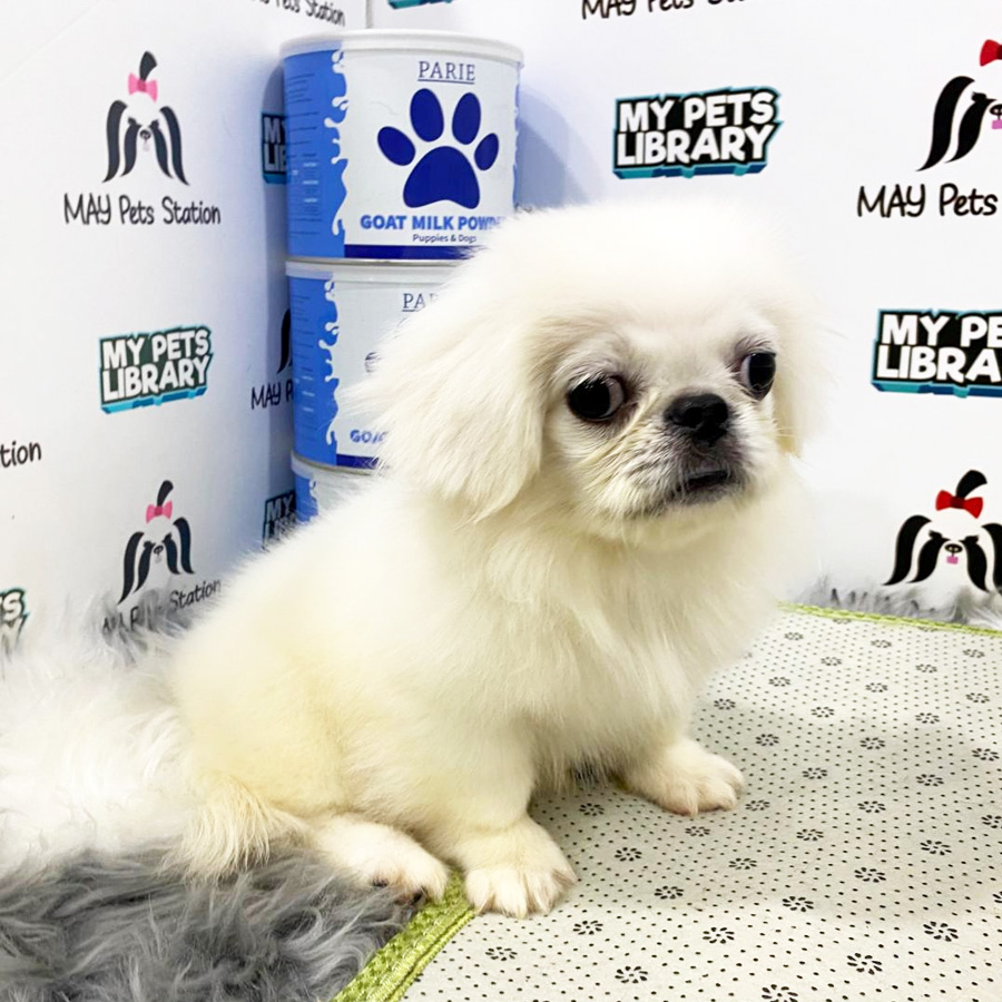 Pekingese Puppy (Female) For Sale