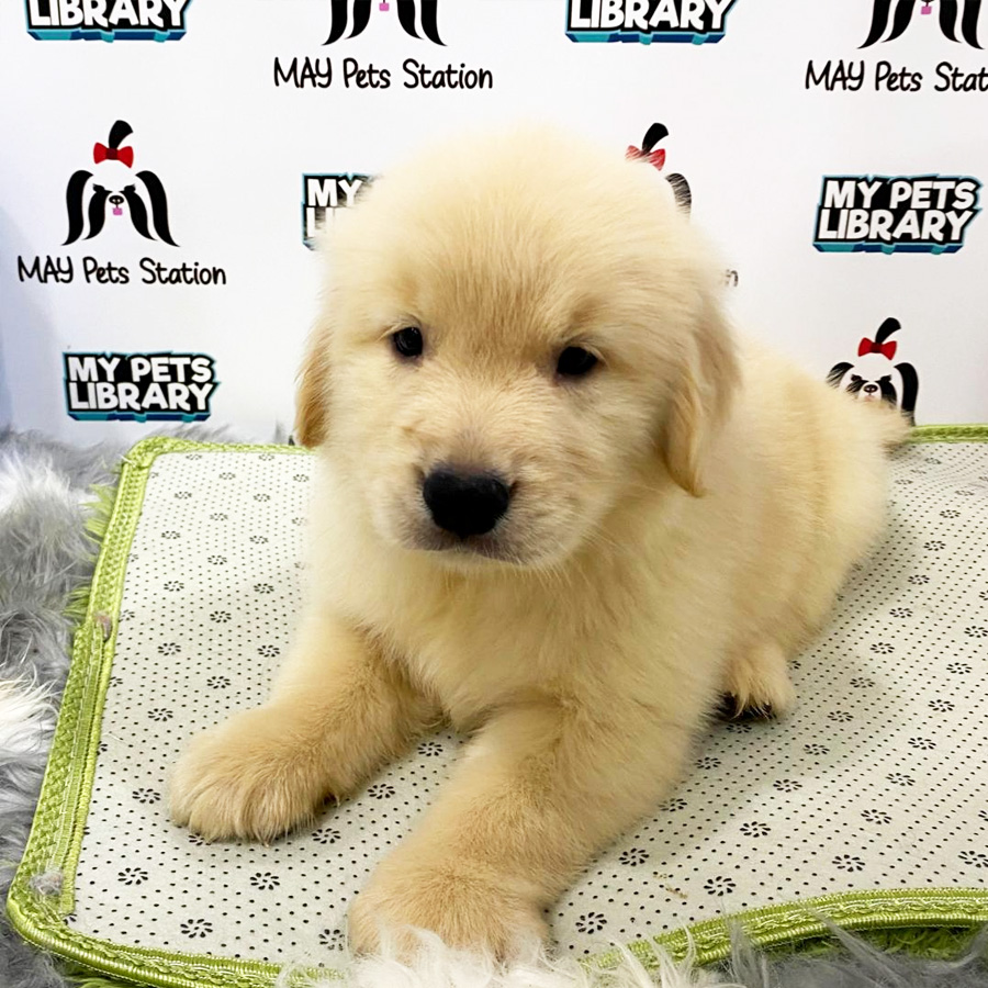 Golden Retriever Puppy (Female) For Sale