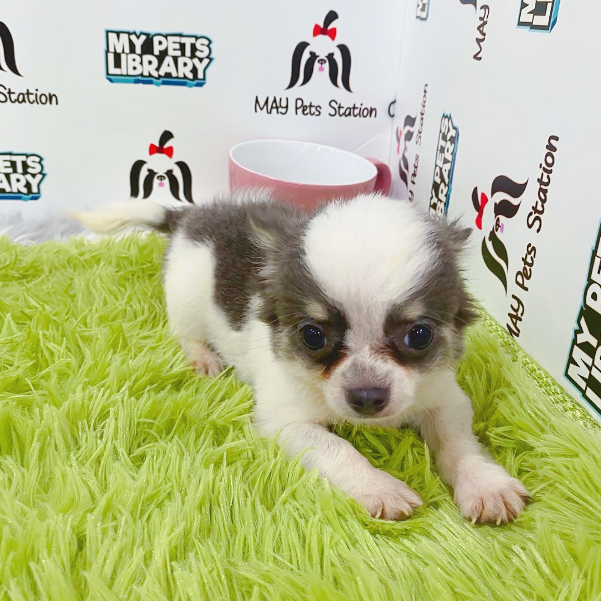 Long Coat Chihuahua Puppy (Male) For Sale