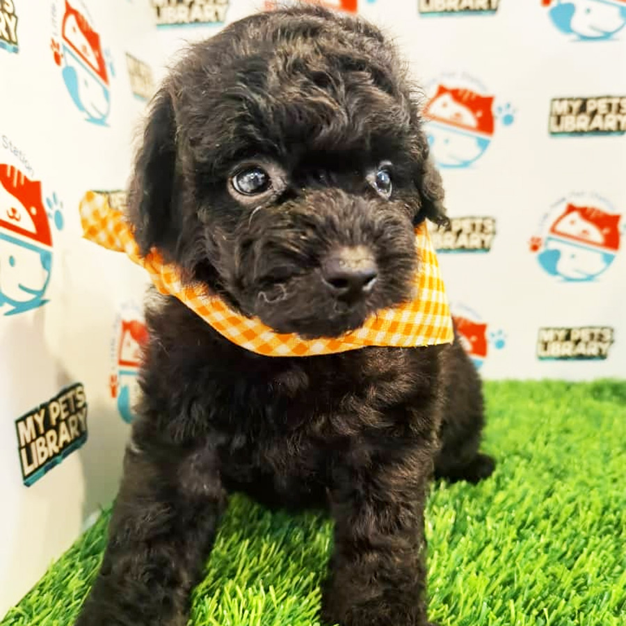 Toy Poodle Puppy (Male) For Sale