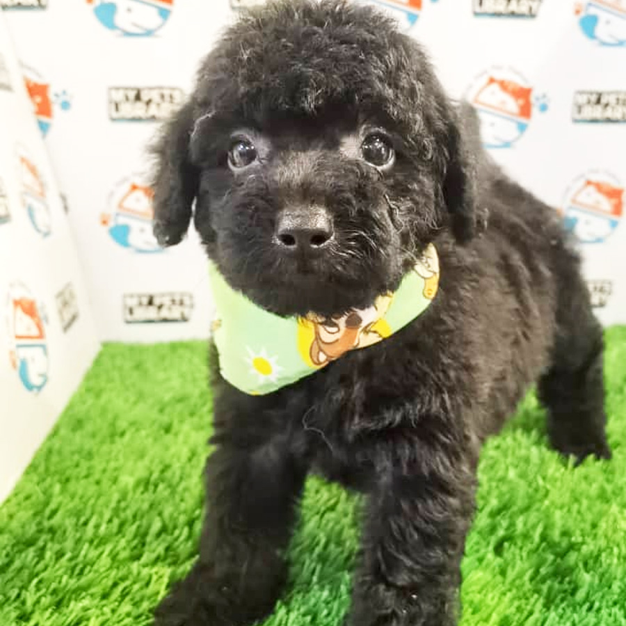 Toy Poodle Puppy (Male) For Sale