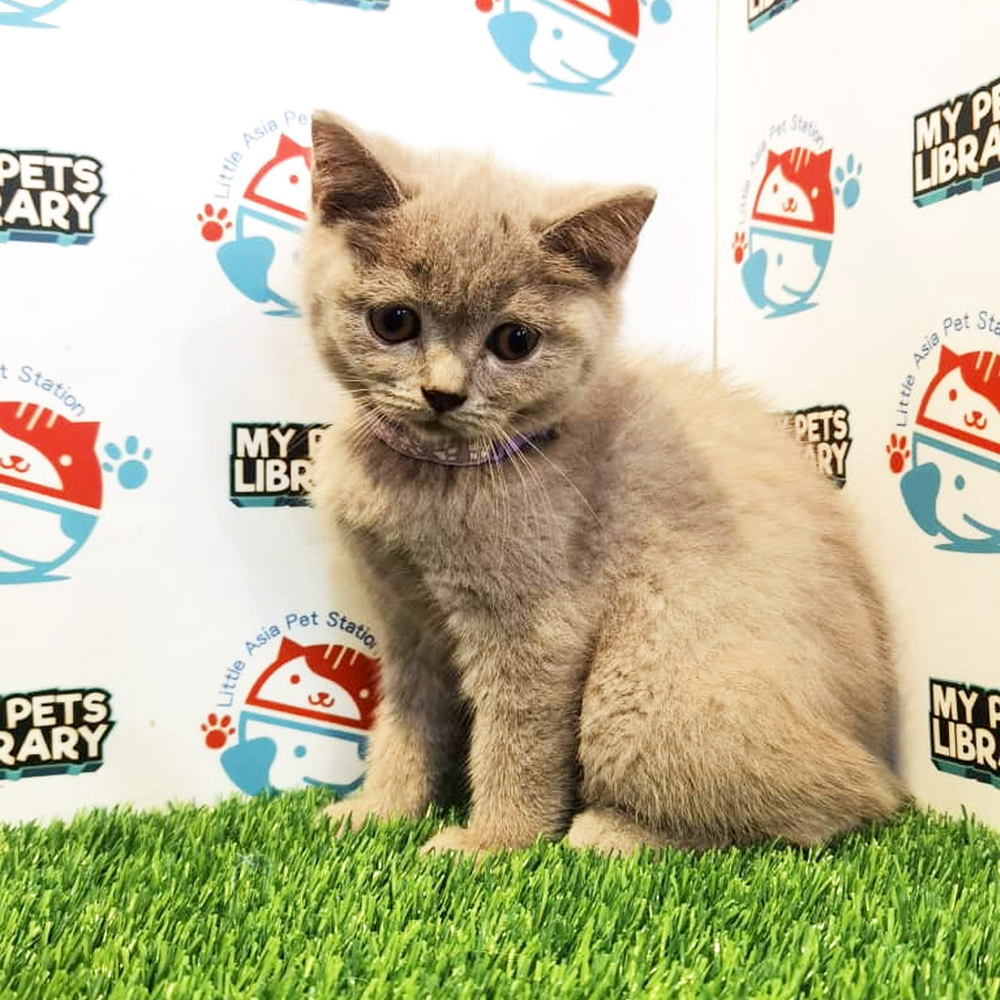 British Shorthair Kitten (Male) For Sale