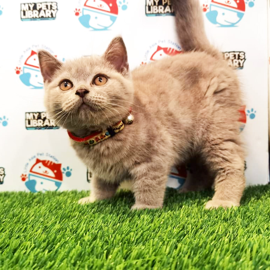 British Shorthair Kitten (Male) For Sale