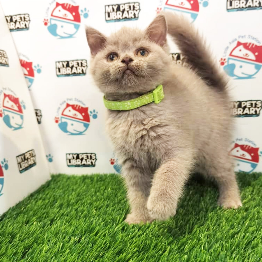 British Shorthair Kitten (Male) For Sale