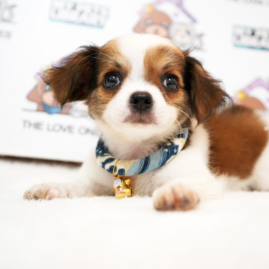 Chihuahua Puppy (Male) For Sale
