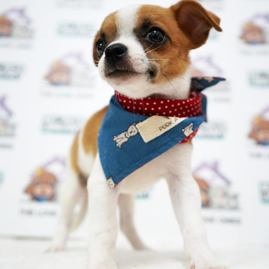 Chihuahua Puppy (Male) For Sale