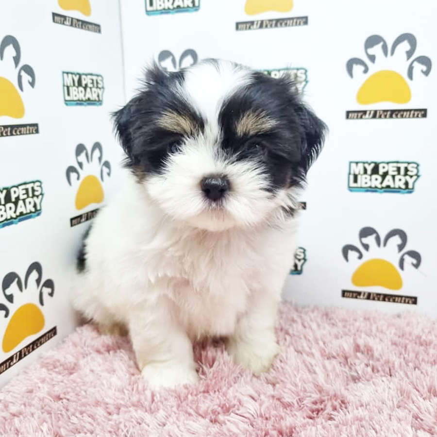 Shih Tzu Puppy (Female) For Sale
