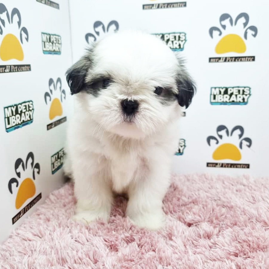 Shih Tzu Puppy (Female) For Sale