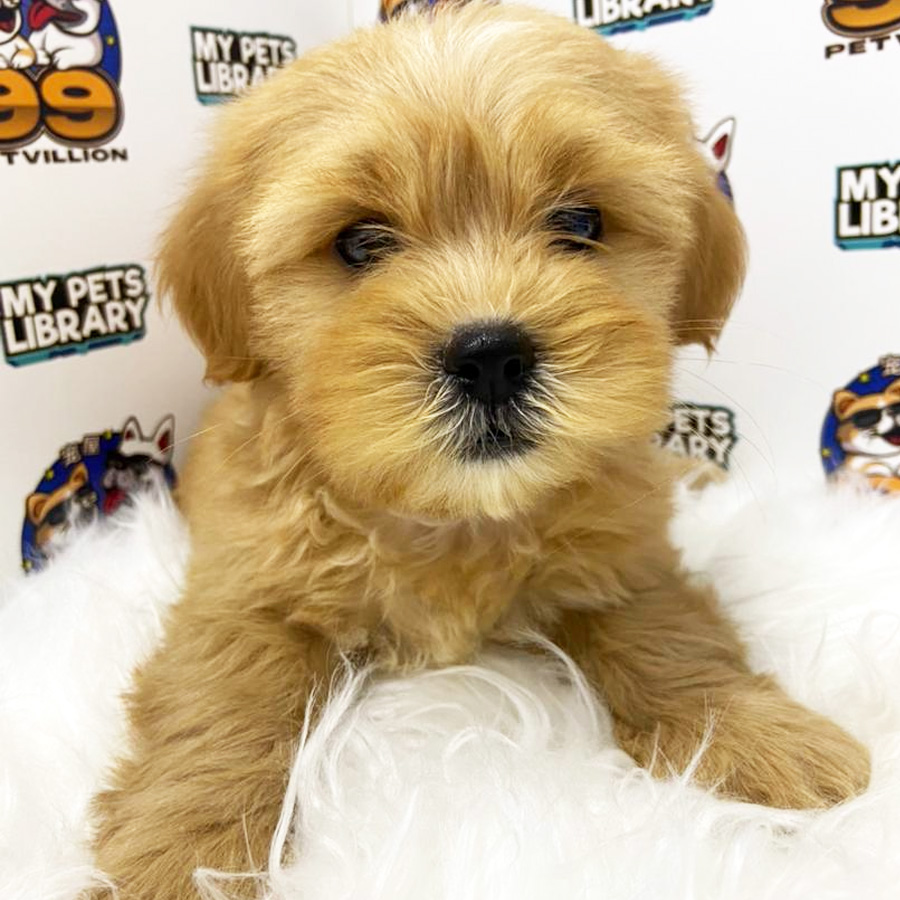 Maltipoo Puppy (Female) For Sale