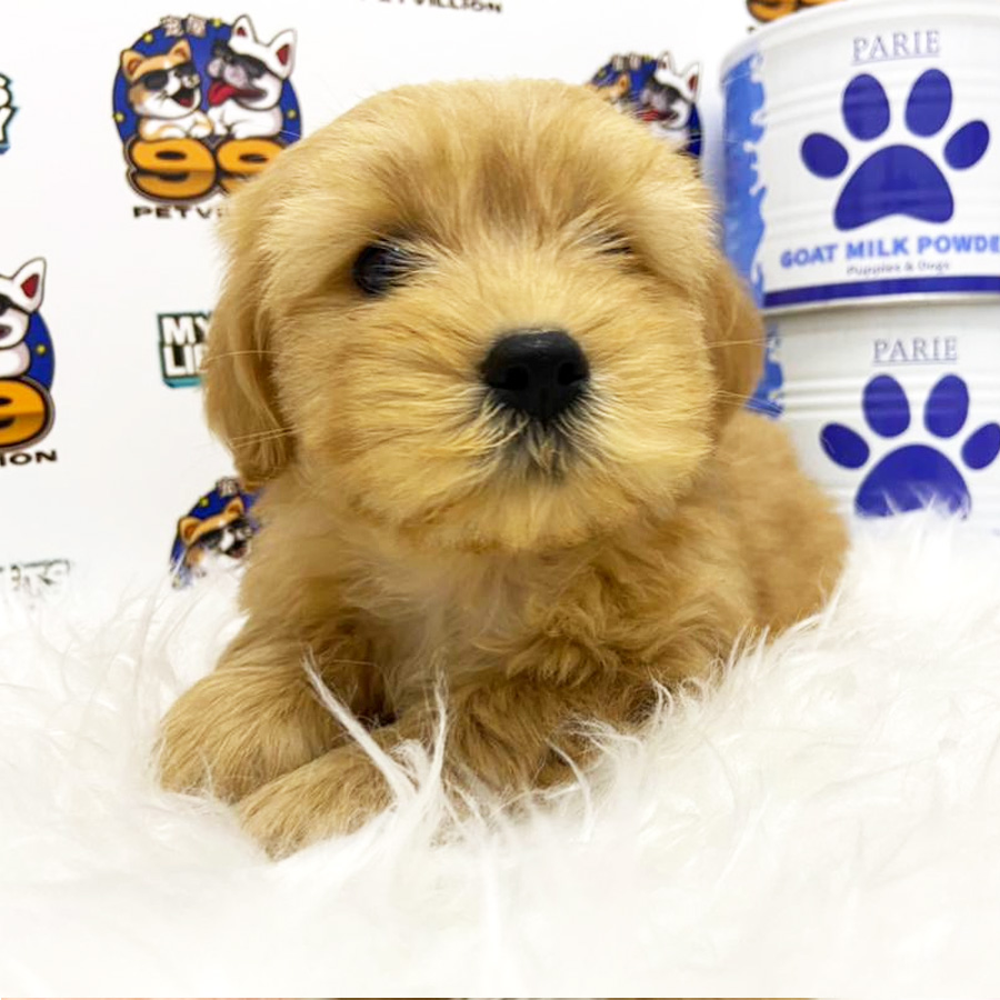 Maltipoo Puppy (Female) For Sale