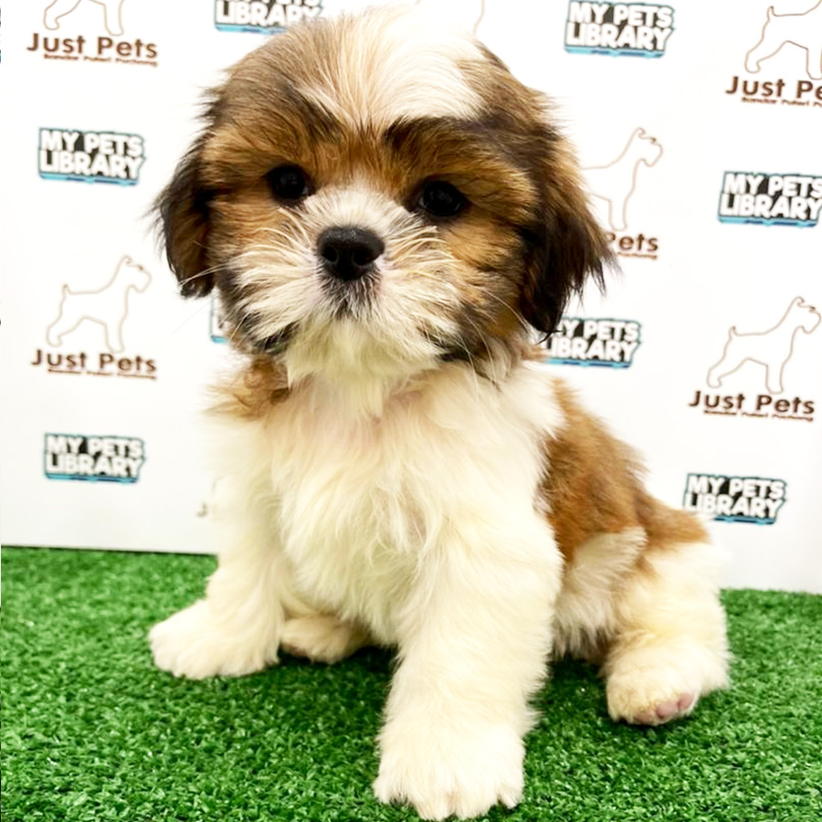 Shih Tzu Puppy (Male) For Sale
