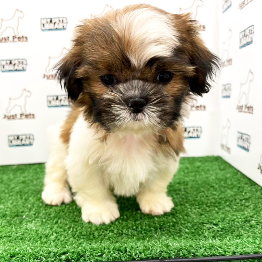 Shih Tzu Puppy (Female) For Sale