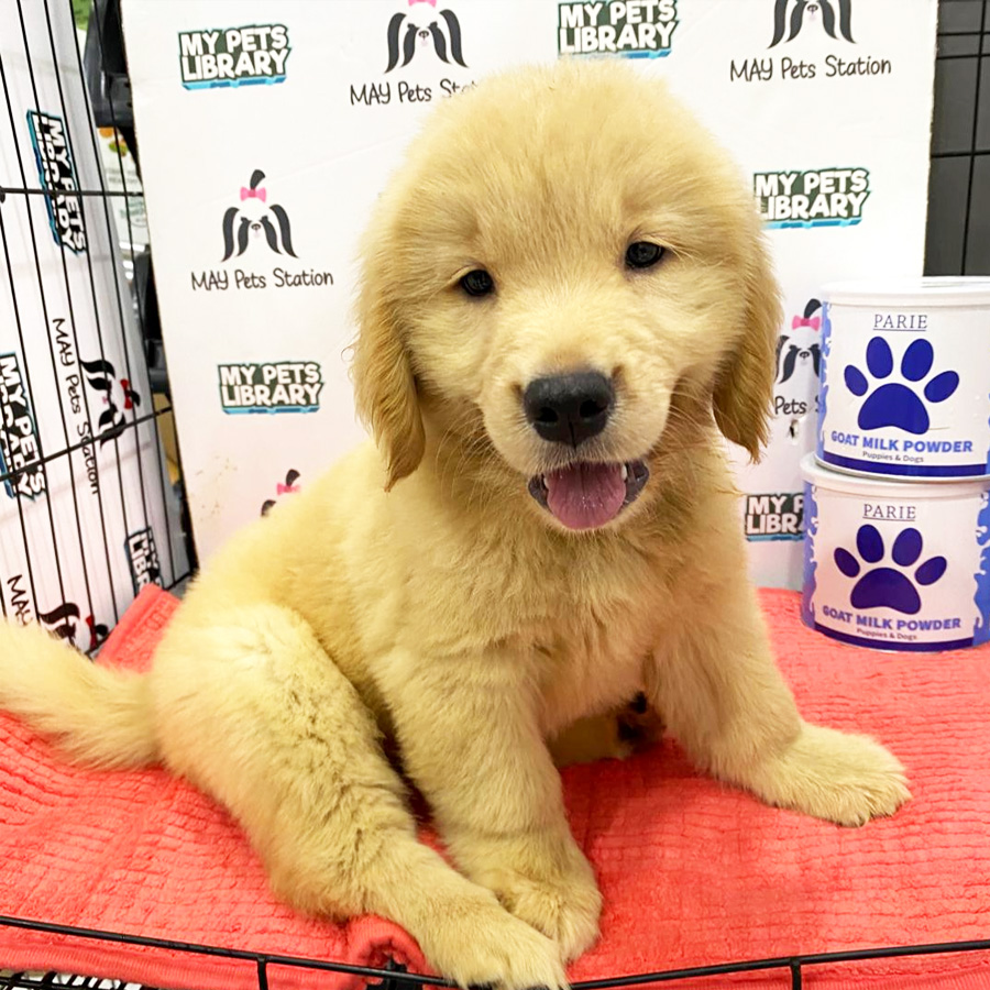 Golden Retriever Puppy (Male) For Sale