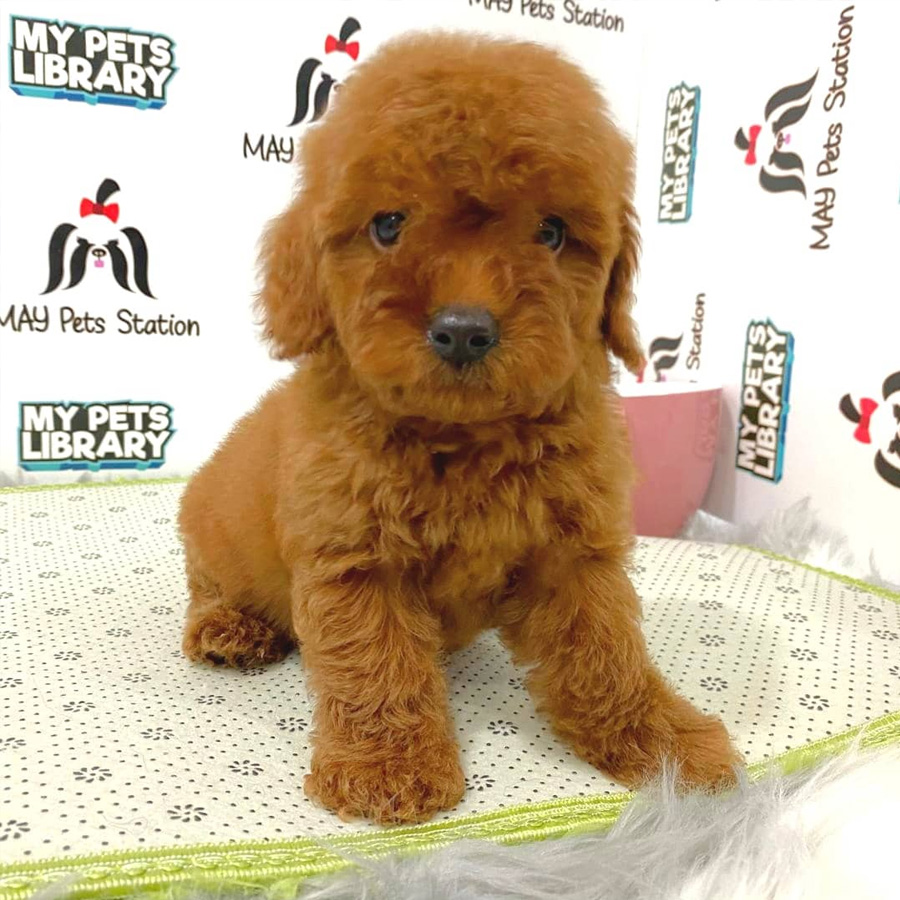 Toy Poodle Puppy (Female) For Sale