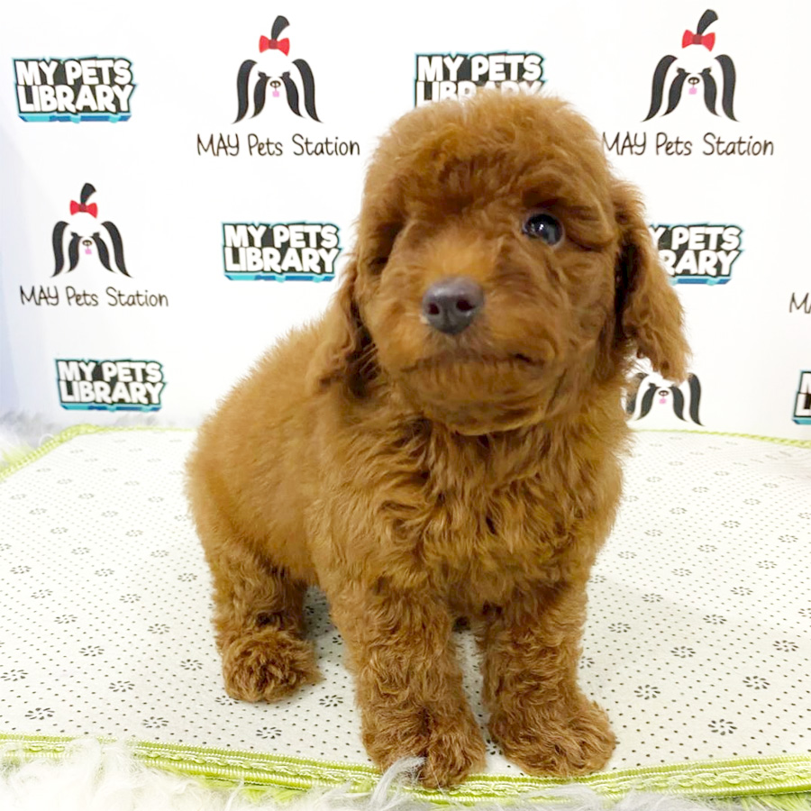 Toy Poodle Puppy (Male) For Sale