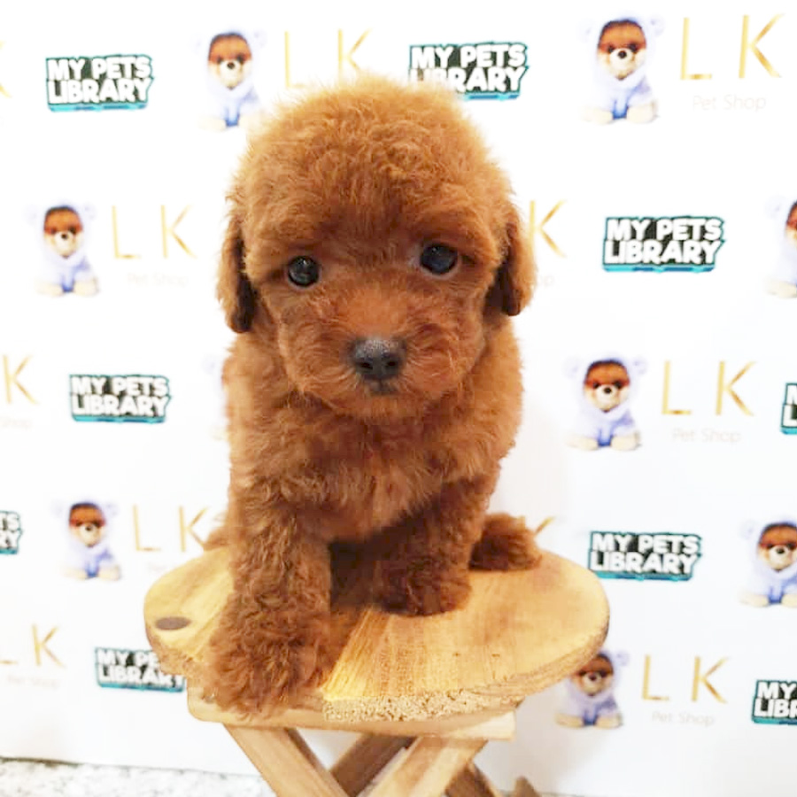 Tiny Poodle Puppy (Male) For Sale