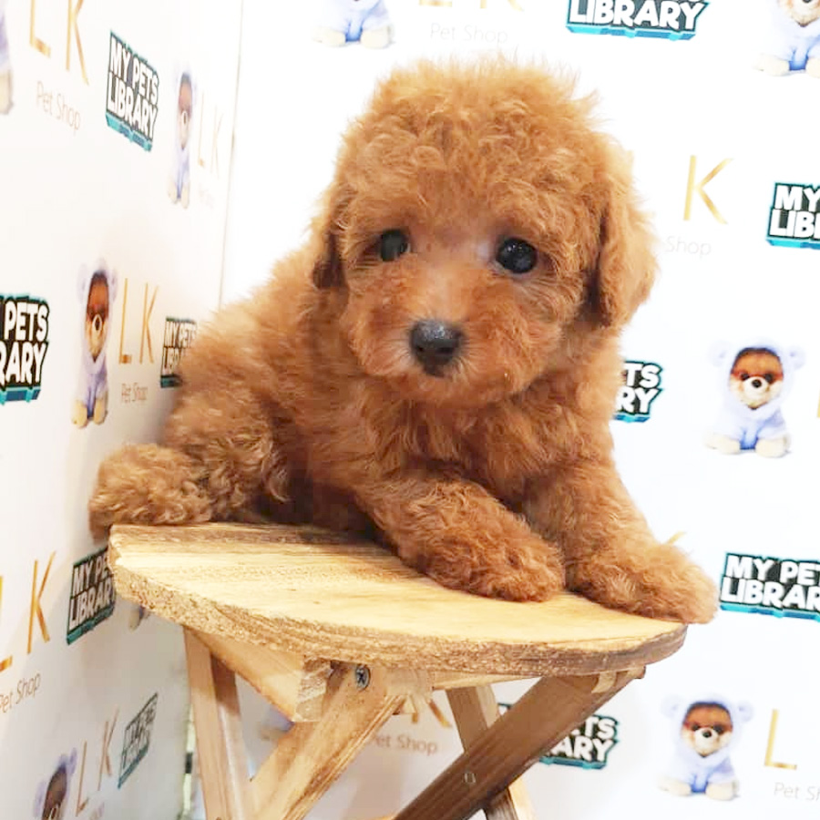 Tiny Poodle Puppy (Female) For Sale
