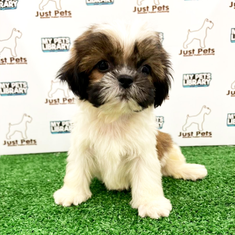Shih Tzu Puppy (Male) For Sale