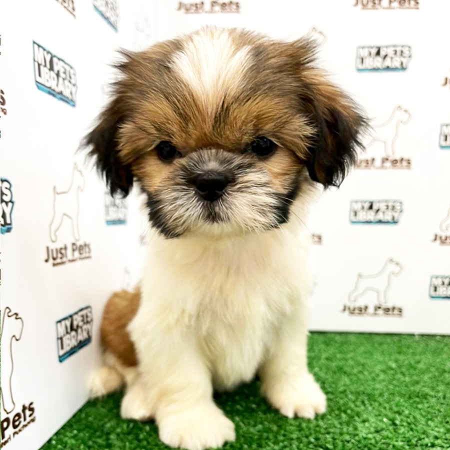 Shih Tzu Puppy (Female) For Sale
