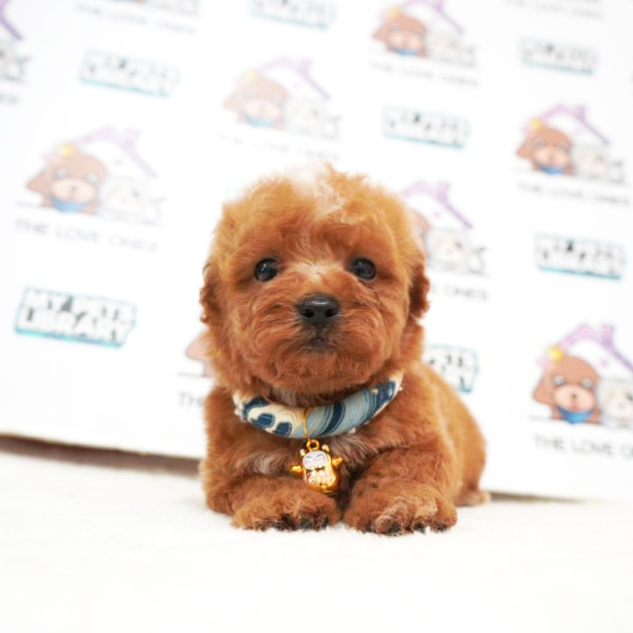 MKA Tiny Poodle Puppy (Male) For Sale