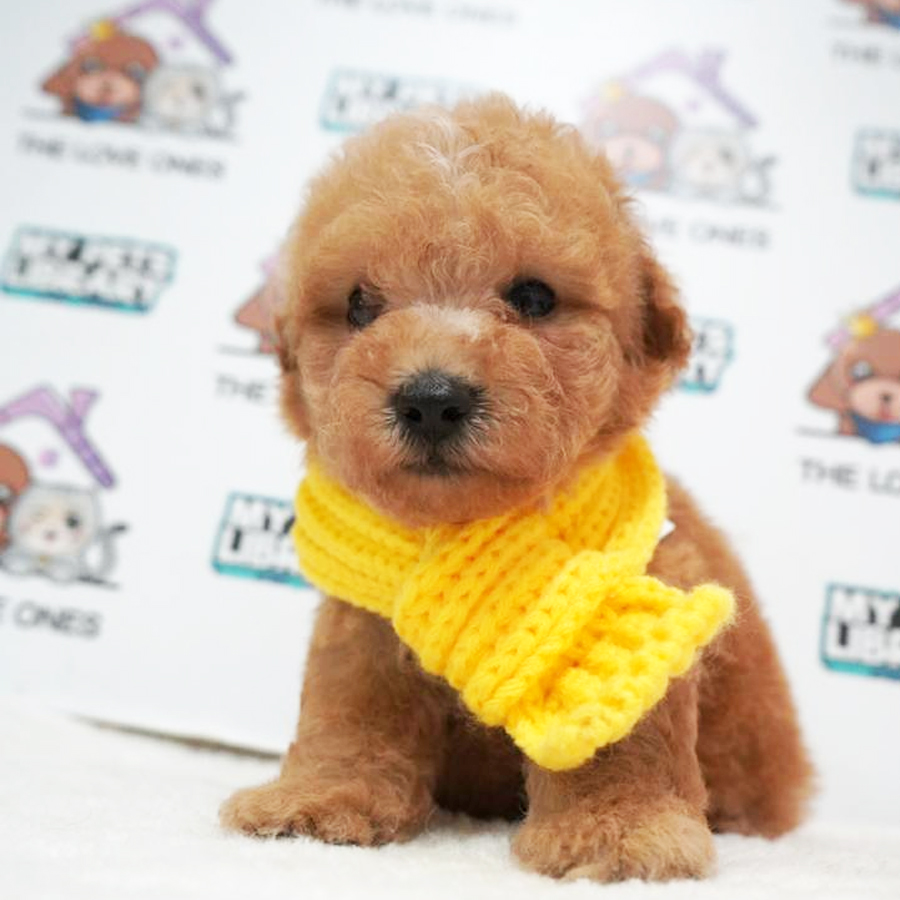 MKA Tiny Poodle Puppy (Male) For Sale