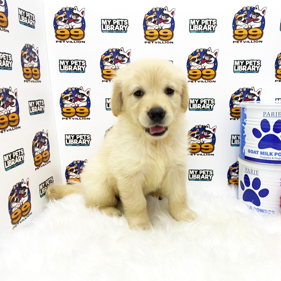 Golden Retriever Puppy (Female) For Sale