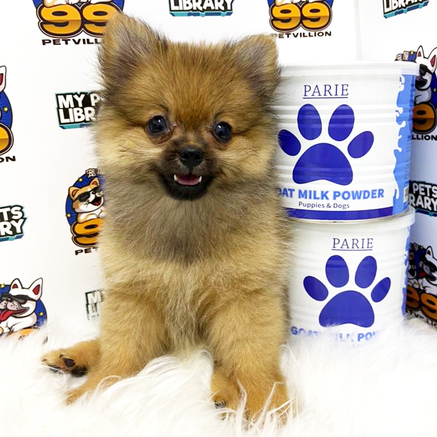 Pomeranian Puppy (Female) For Sale