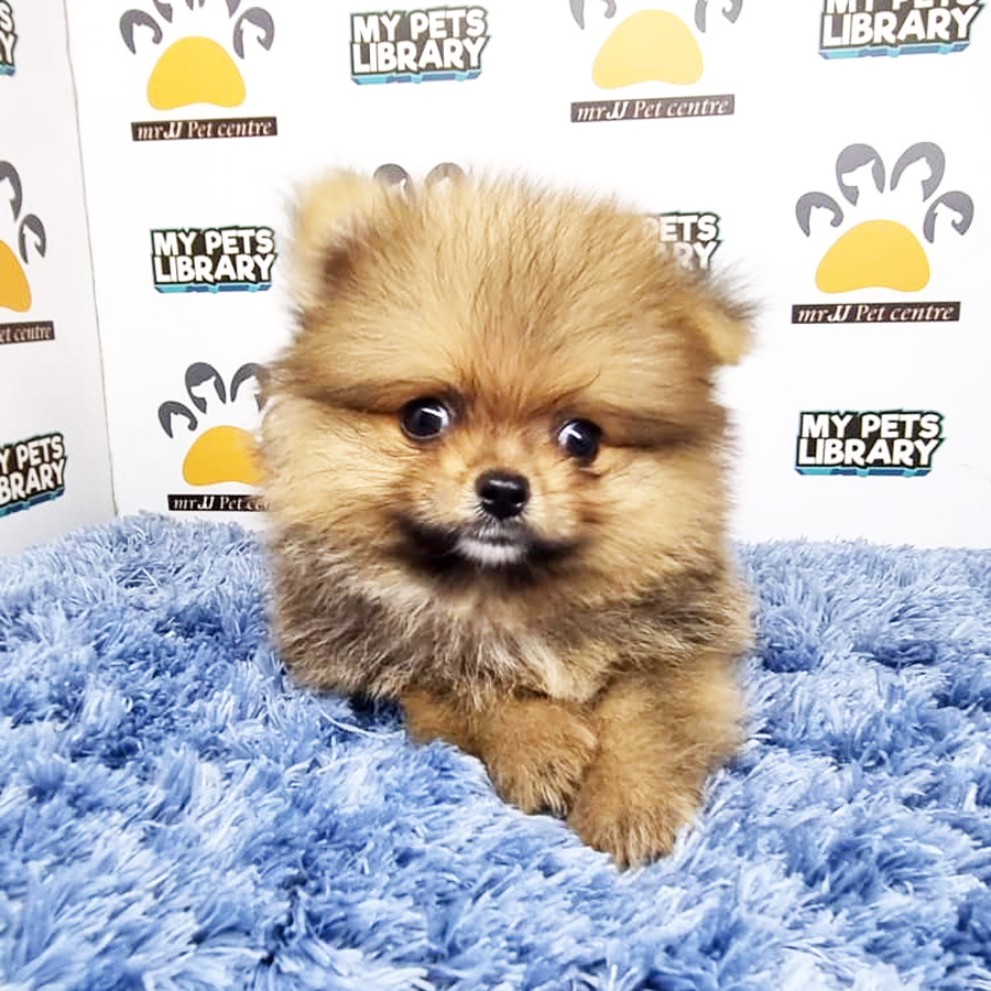 Pomeranian Puppy (Male) For Sale