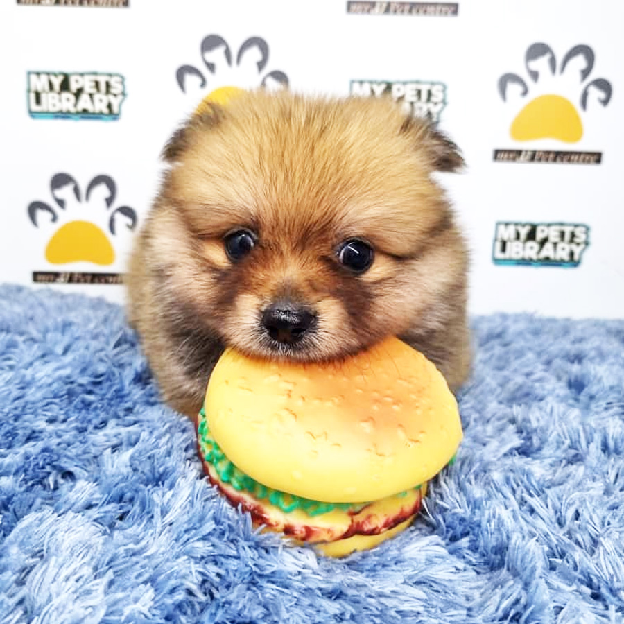 Pomeranian Puppy (Male) For Sale