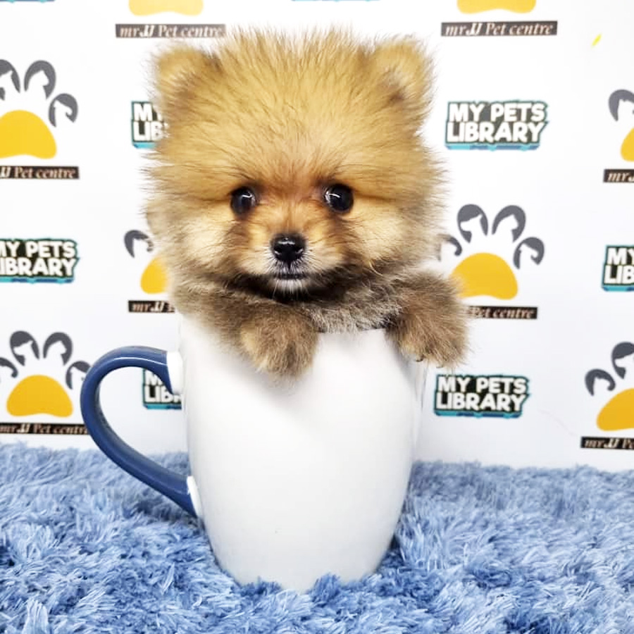 Pomeranian Puppy (Male) For Sale