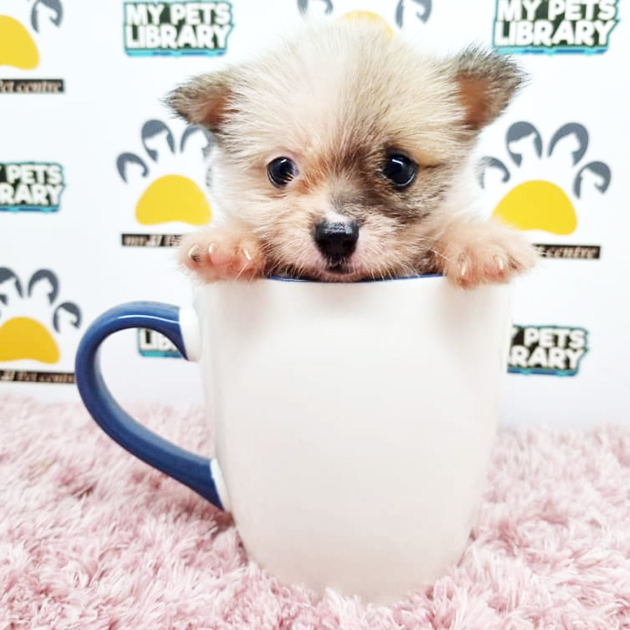 Shih Tzu Mix Chihuahua Puppy (Female) For Sale
