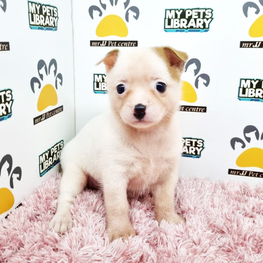 Shih Tzu Mix Chihuahua Puppy (Female) For Sale