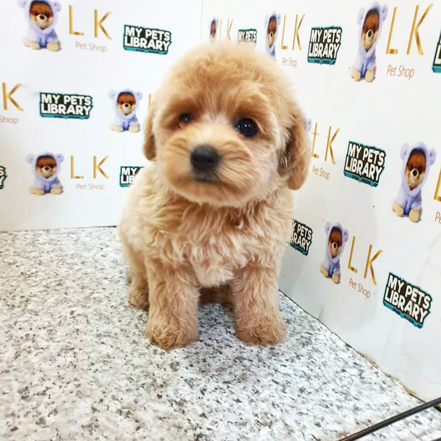 Toy Poodle Puppy (Female) For Sale