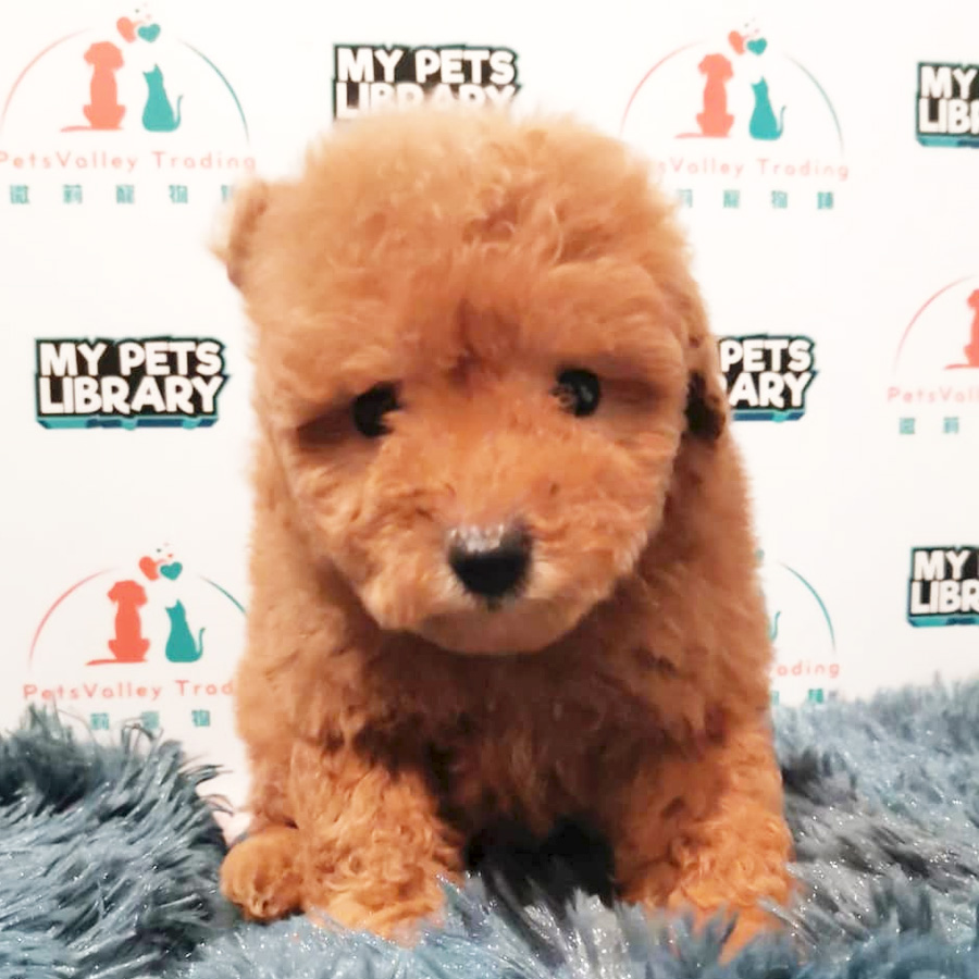 Toy Poodle Puppy (Male) For Sale