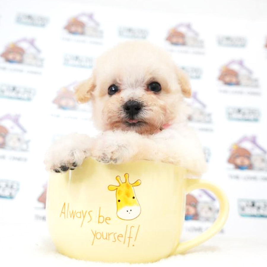 MKA Tiny Poodle Puppy (Female) For Sale