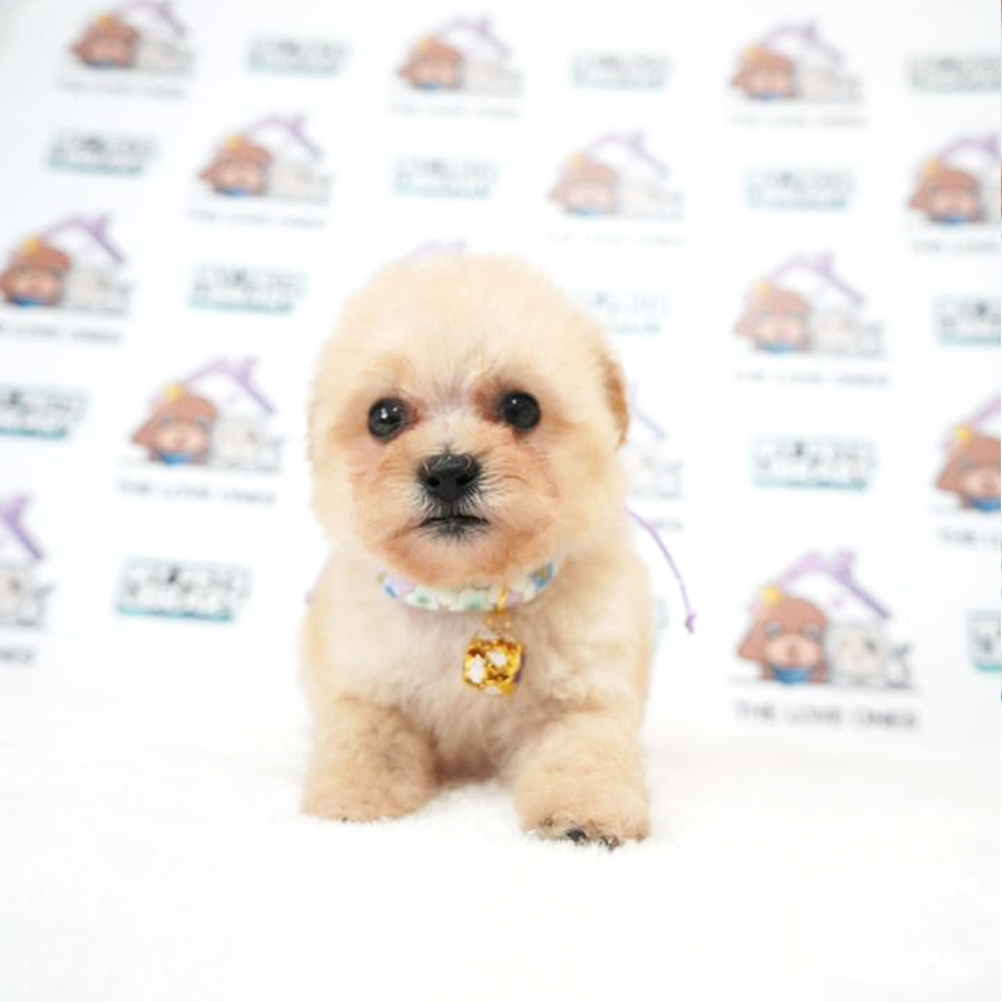 MKA Tiny Poodle Puppy (Female) For Sale