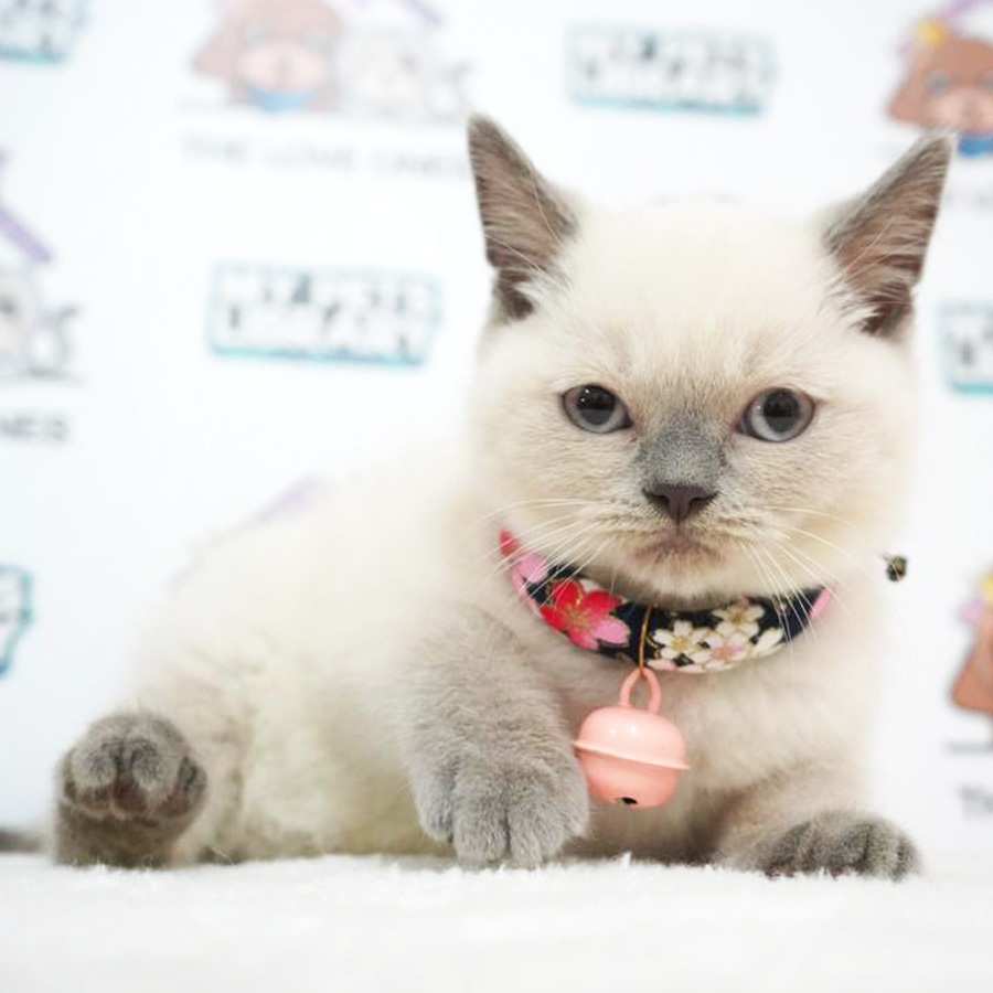 MKA British Shorthair Kitten (Female) For Sale