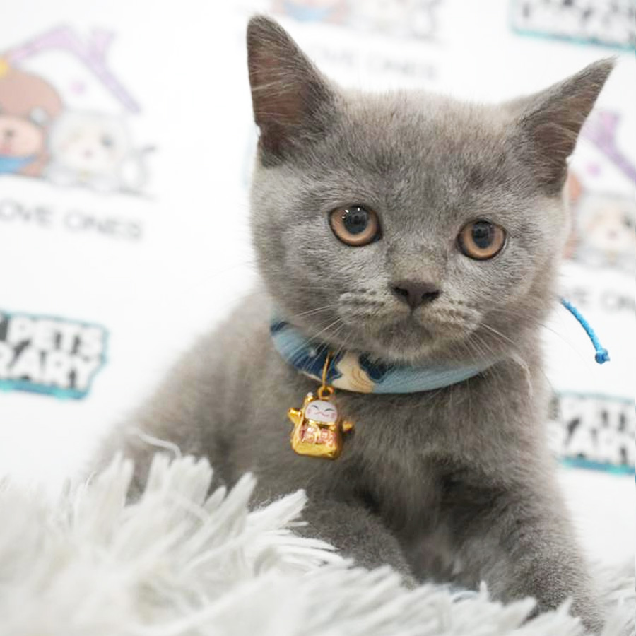 MKA British Shorthair Kitten (Female) For Sale